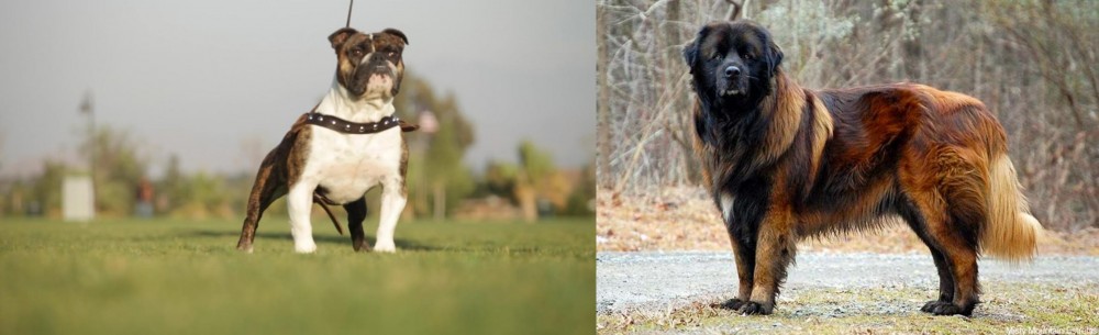 Estrela Mountain Dog vs Bantam Bulldog - Breed Comparison