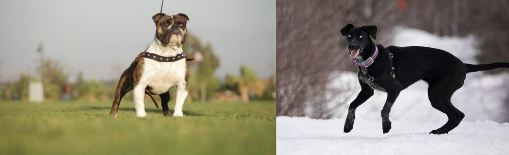 Eurohound vs Bantam Bulldog - Breed Comparison