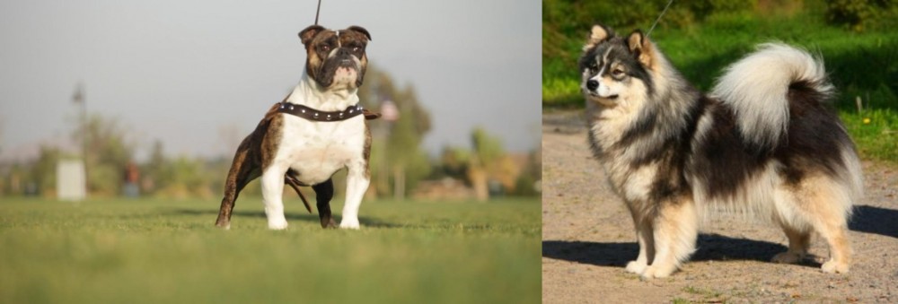 Finnish Lapphund vs Bantam Bulldog - Breed Comparison