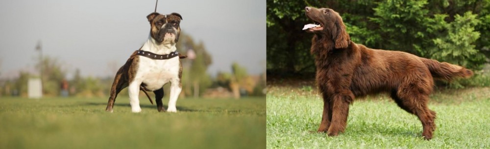 Flat-Coated Retriever vs Bantam Bulldog - Breed Comparison