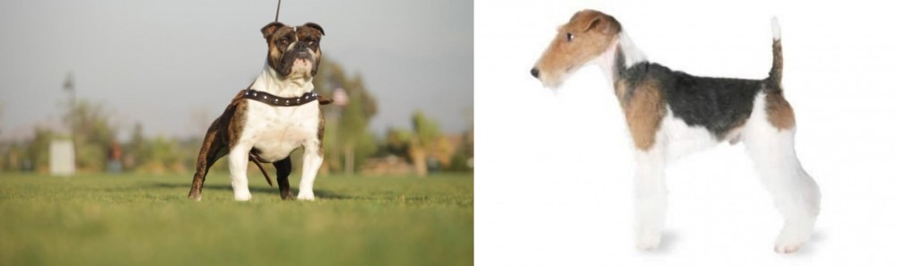 Fox Terrier vs Bantam Bulldog - Breed Comparison