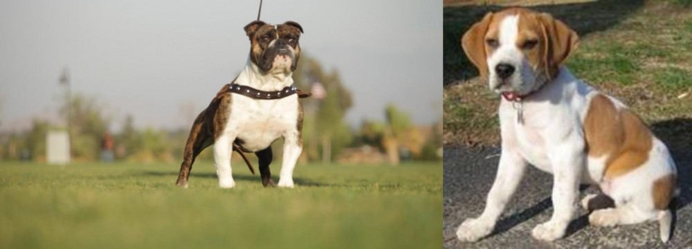 Francais Blanc et Orange vs Bantam Bulldog - Breed Comparison