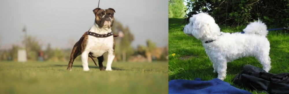 Franzuskaya Bolonka vs Bantam Bulldog - Breed Comparison