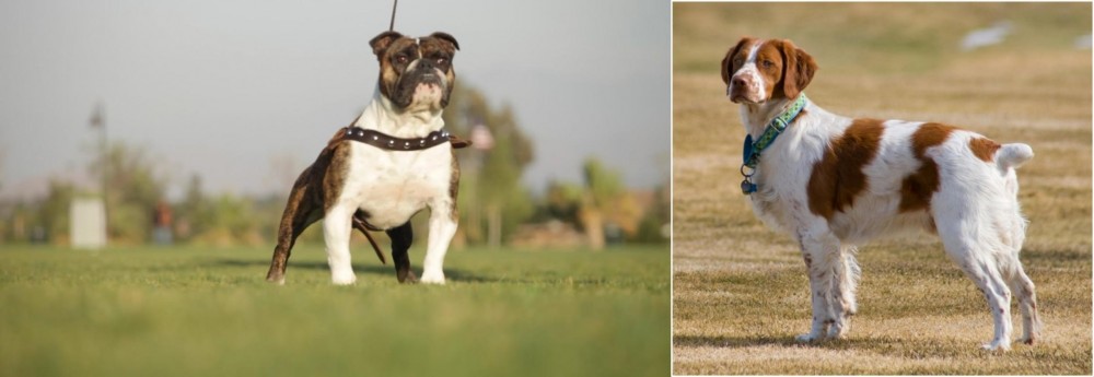 French Brittany vs Bantam Bulldog - Breed Comparison