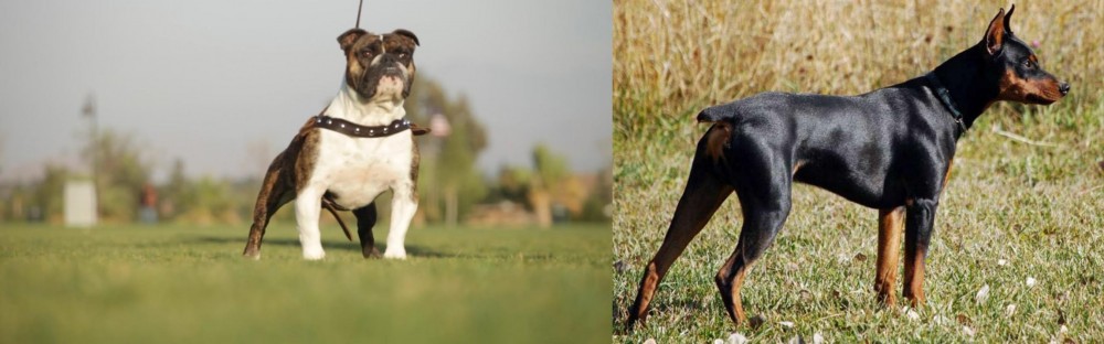 German Pinscher vs Bantam Bulldog - Breed Comparison