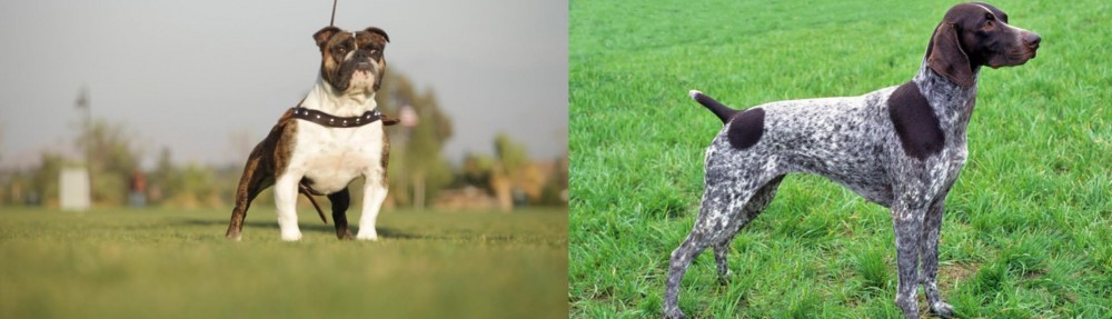 German Shorthaired Pointer vs Bantam Bulldog - Breed Comparison