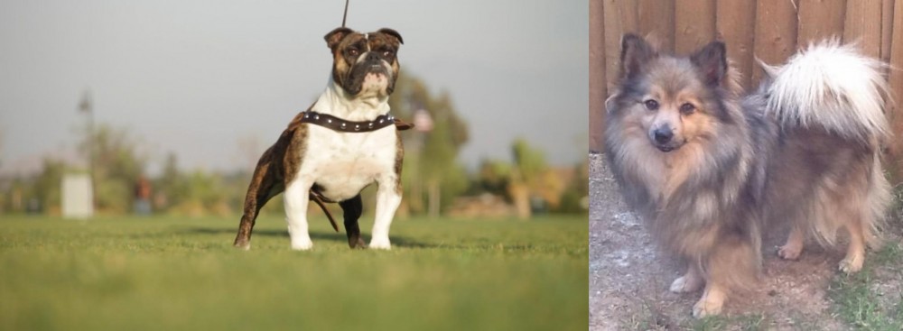 German Spitz (Mittel) vs Bantam Bulldog - Breed Comparison