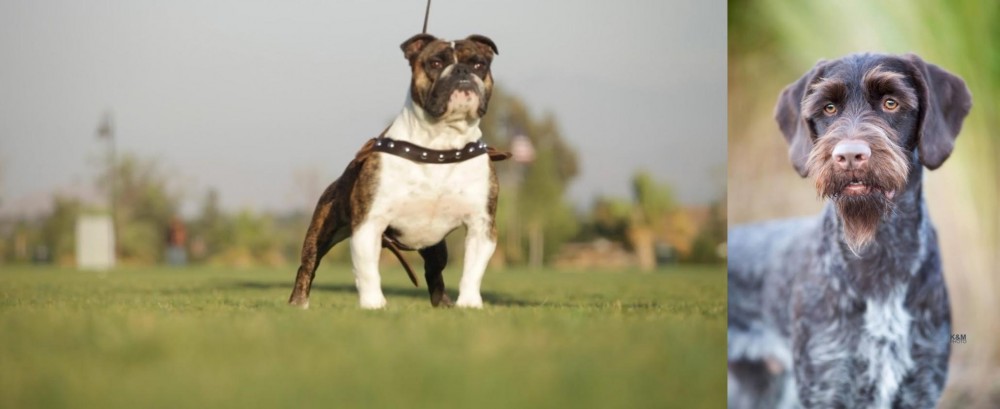 German Wirehaired Pointer vs Bantam Bulldog - Breed Comparison