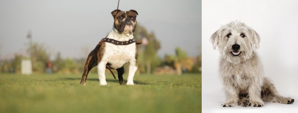 Glen of Imaal Terrier vs Bantam Bulldog - Breed Comparison