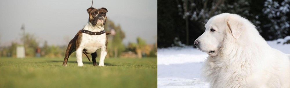 Great Pyrenees vs Bantam Bulldog - Breed Comparison