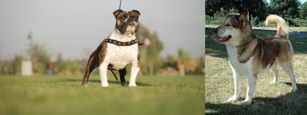 Greenland Dog vs Bantam Bulldog - Breed Comparison