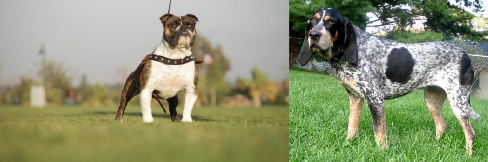 Griffon Bleu de Gascogne vs Bantam Bulldog - Breed Comparison