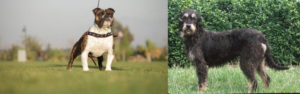 Griffon Nivernais vs Bantam Bulldog - Breed Comparison