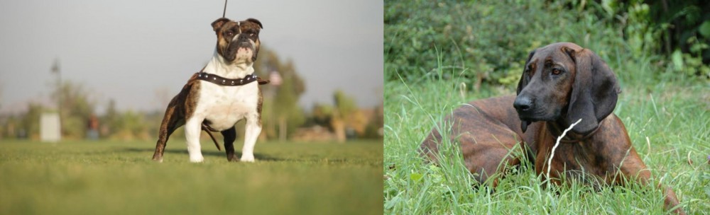 Hanover Hound vs Bantam Bulldog - Breed Comparison