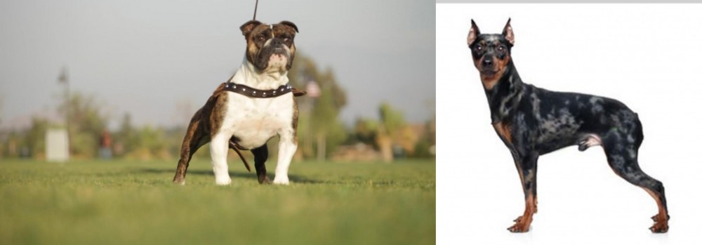 Harlequin Pinscher vs Bantam Bulldog - Breed Comparison