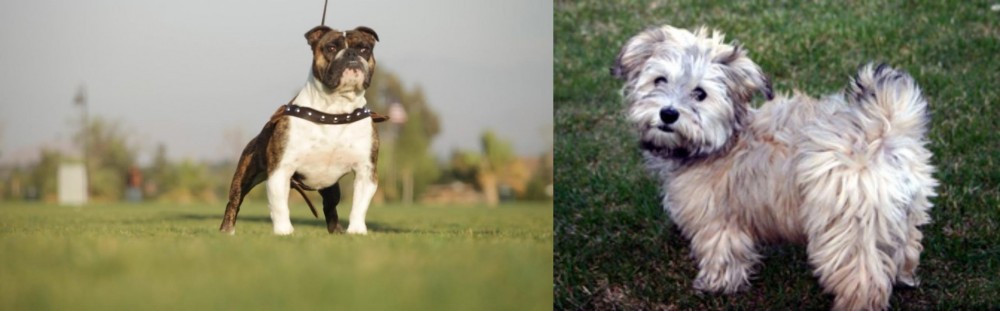 Havapoo vs Bantam Bulldog - Breed Comparison