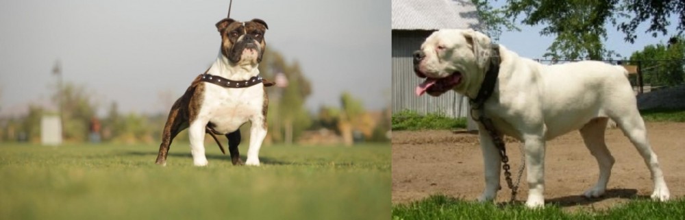 Hermes Bulldogge vs Bantam Bulldog - Breed Comparison