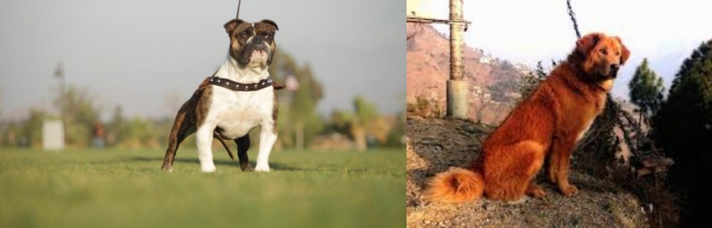 Himalayan Sheepdog vs Bantam Bulldog - Breed Comparison