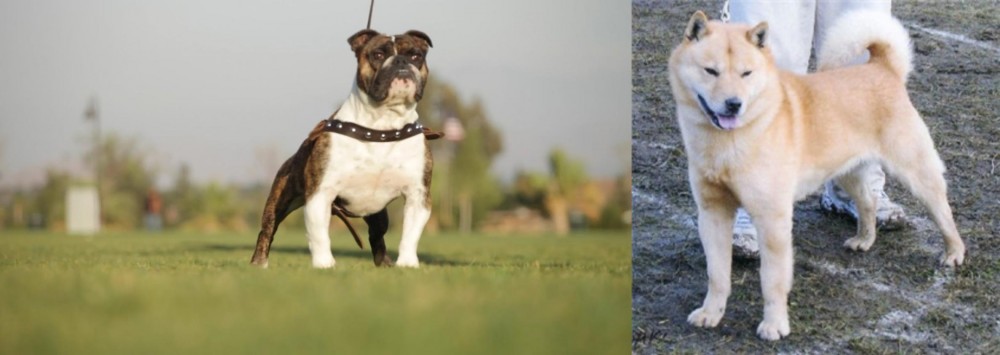 Hokkaido vs Bantam Bulldog - Breed Comparison