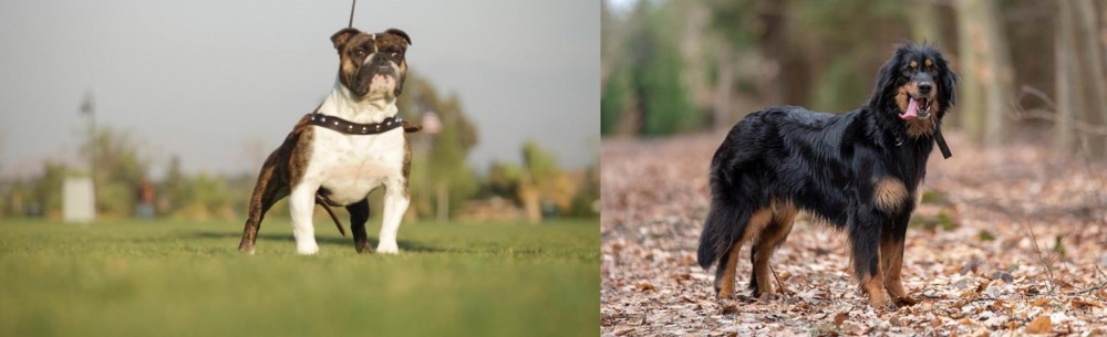 Hovawart vs Bantam Bulldog - Breed Comparison