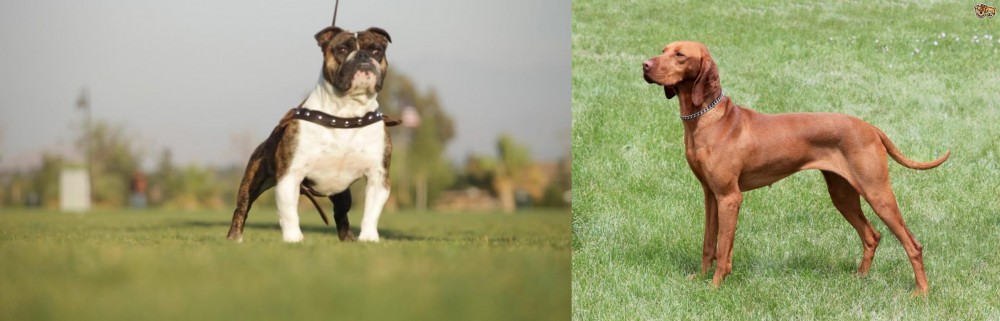 Hungarian Vizsla vs Bantam Bulldog - Breed Comparison