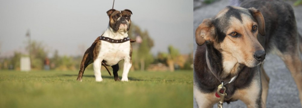 Huntaway vs Bantam Bulldog - Breed Comparison