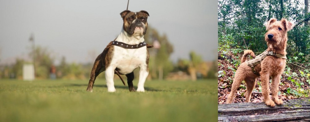 Irish Terrier vs Bantam Bulldog - Breed Comparison