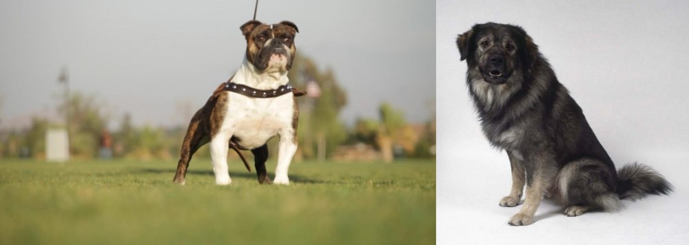 Istrian Sheepdog vs Bantam Bulldog - Breed Comparison