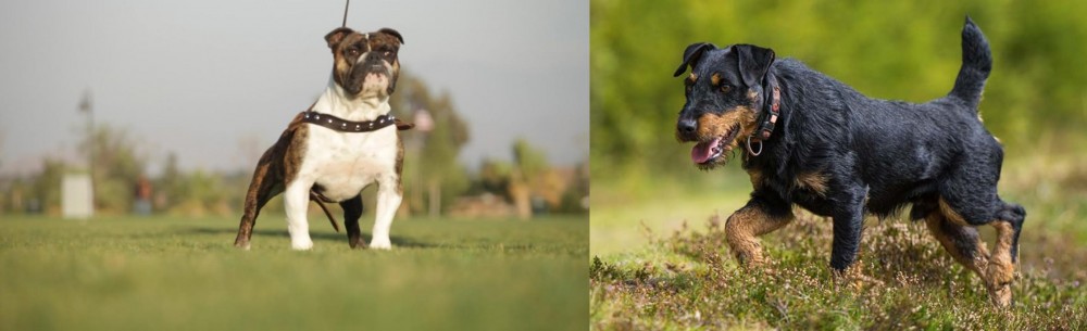 Jagdterrier vs Bantam Bulldog - Breed Comparison