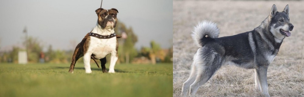 Jamthund vs Bantam Bulldog - Breed Comparison