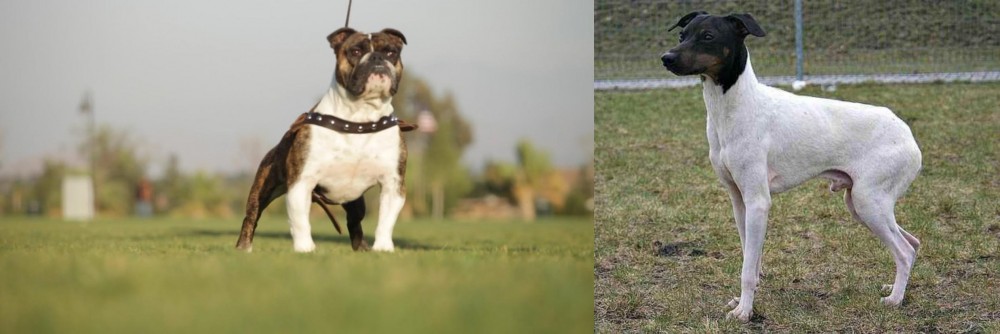 Japanese Terrier vs Bantam Bulldog - Breed Comparison