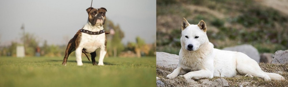 Jindo vs Bantam Bulldog - Breed Comparison