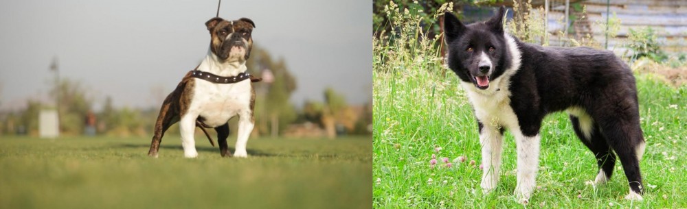 Karelian Bear Dog vs Bantam Bulldog - Breed Comparison