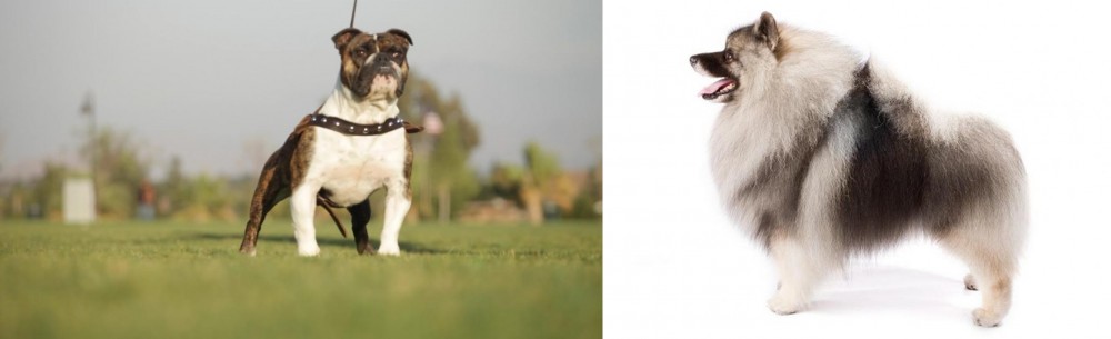 Keeshond vs Bantam Bulldog - Breed Comparison