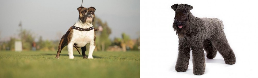 Kerry Blue Terrier vs Bantam Bulldog - Breed Comparison
