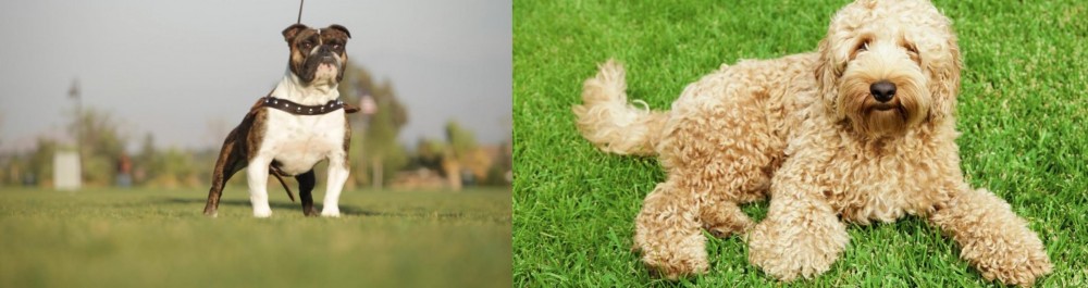 Labradoodle vs Bantam Bulldog - Breed Comparison