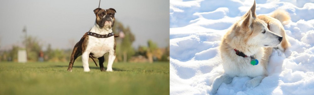 Labrador Husky vs Bantam Bulldog - Breed Comparison
