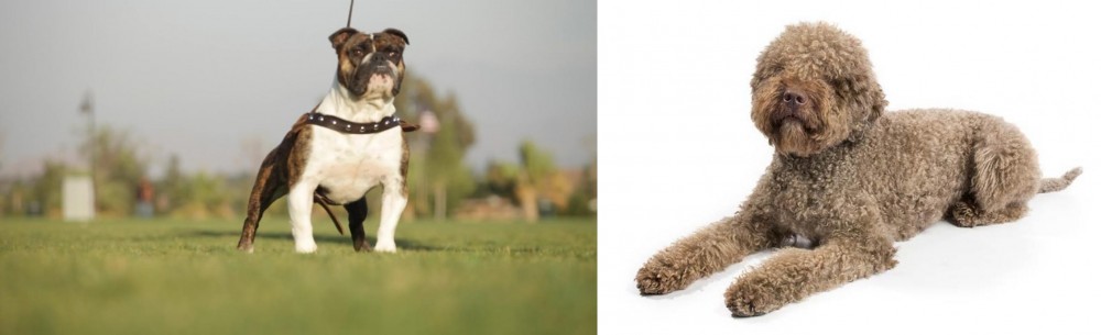 Lagotto Romagnolo vs Bantam Bulldog - Breed Comparison