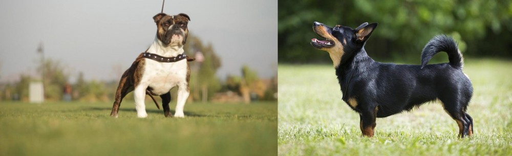 Lancashire Heeler vs Bantam Bulldog - Breed Comparison
