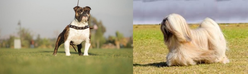 Lhasa Apso vs Bantam Bulldog - Breed Comparison