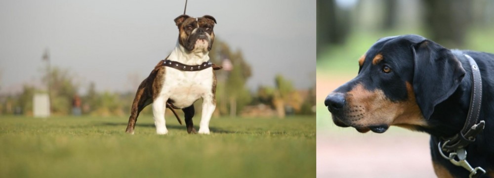 Lithuanian Hound vs Bantam Bulldog - Breed Comparison