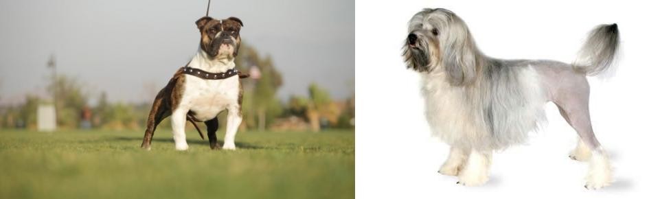 Lowchen vs Bantam Bulldog - Breed Comparison
