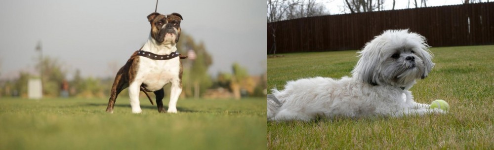 Mal-Shi vs Bantam Bulldog - Breed Comparison