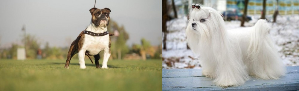 Maltese vs Bantam Bulldog - Breed Comparison