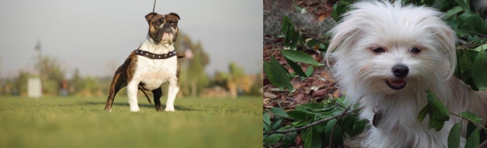 Malti-Pom vs Bantam Bulldog - Breed Comparison
