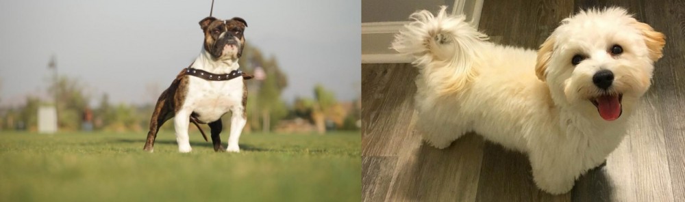 Maltipoo vs Bantam Bulldog - Breed Comparison