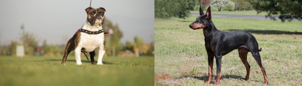 Manchester Terrier vs Bantam Bulldog - Breed Comparison