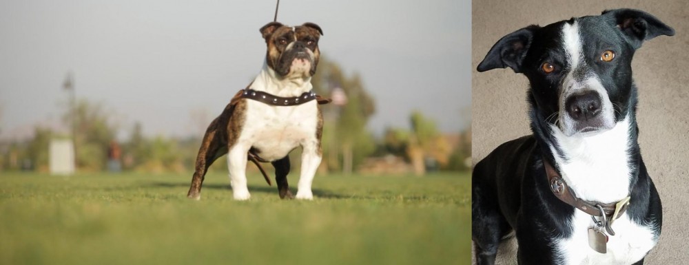 McNab vs Bantam Bulldog - Breed Comparison