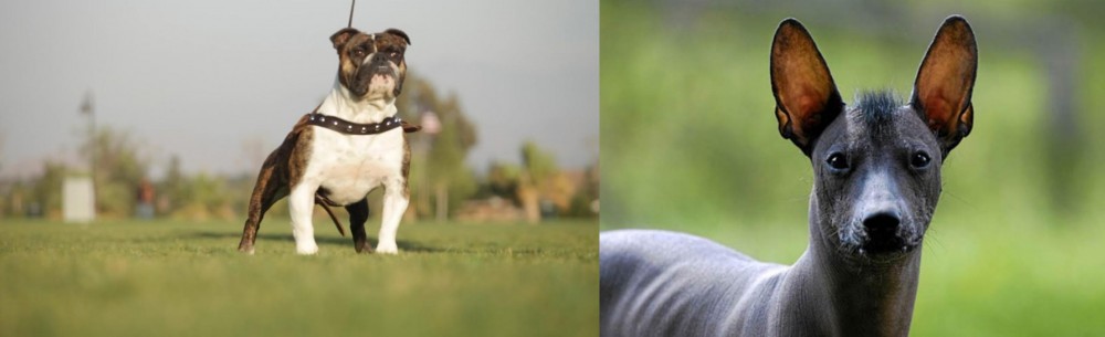 Mexican Hairless vs Bantam Bulldog - Breed Comparison