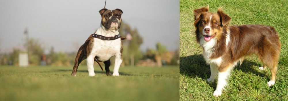 Miniature Australian Shepherd vs Bantam Bulldog - Breed Comparison